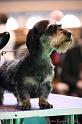 Crufts2011_2 1531